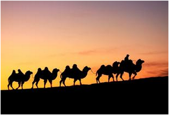 驼队.png